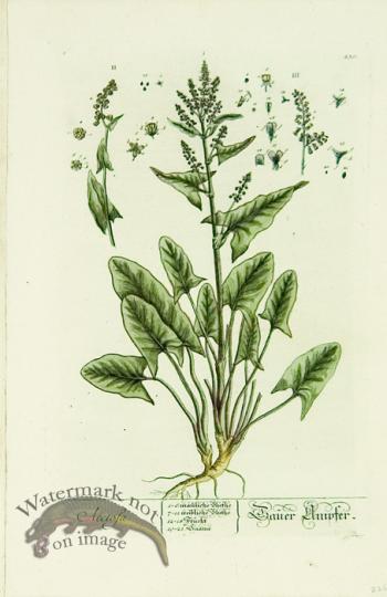 Blackwell German 229